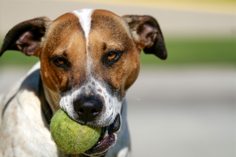 Dog holding tennis ball in mouth