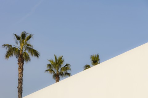 Palm trees against clear sky