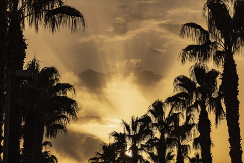 Silhouettes of palm trees against sunset sky