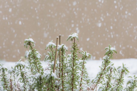 Snow falling on green plants