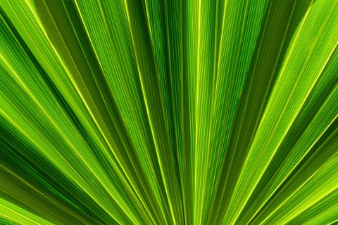 Close-up of symmetrical green palm frond