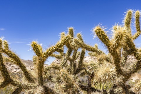 Mojave National Preserve