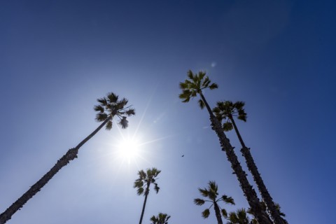 Low angle view of palm trees against sunny sky