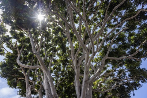 Sun shining through tree branches