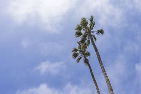 Low angle view of palm trees against sky