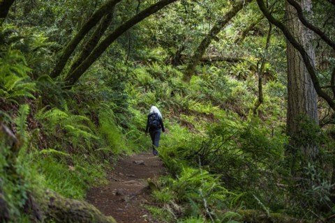 Senior woman hiking Dipsea Trail