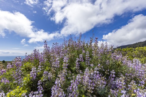Bush with purple flowers on hillside