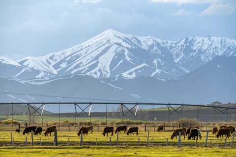Domestic animals grazing in pasture near mountains