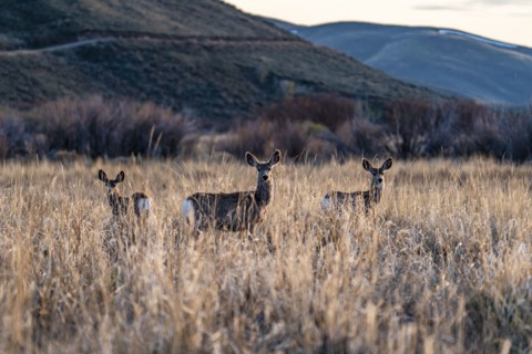 Three does posing in meadow