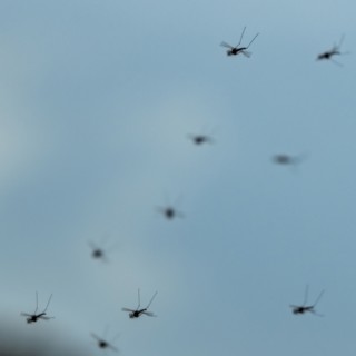 Group of mosquitos against blue sky