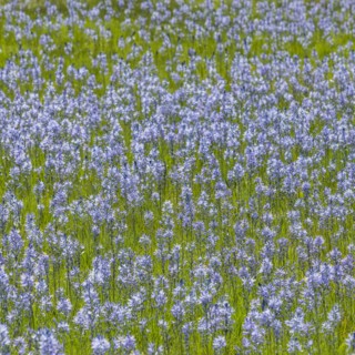 Camas flowers in full bloom in meadow