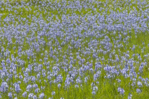 Camas flowers in full bloom in meadow