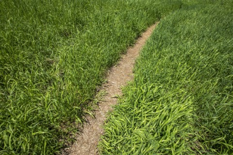 Path among fresh green grass