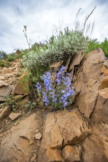 Blue wildflowers against rock along Carbonate Mountain Trail