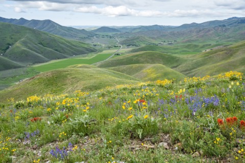 Scenic landscape with wildflowers along Carbonate Mountain Trail