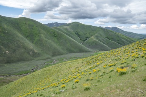 Scenic landscape with wildflowers along Carbonate Mountain Trail
