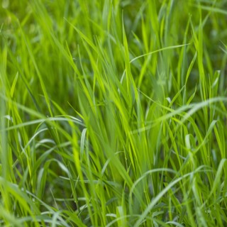 Full frame of green blades of grass