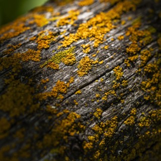 Close-up of lichen growing on wooden fence railing