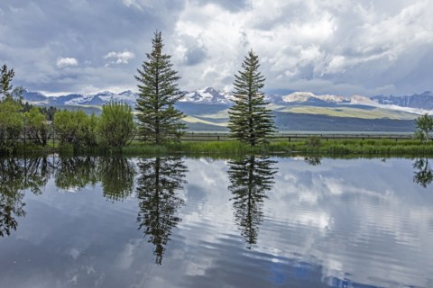 Pine trees reflected in pond on sunny day