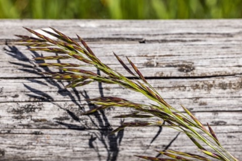 Close-up of plant on wooden surface