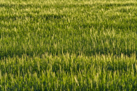 Full frame of grain crops before harvesting