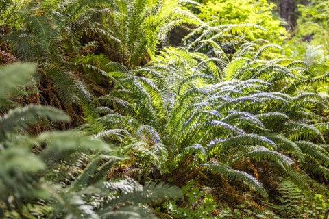 Green fern leaves in forest