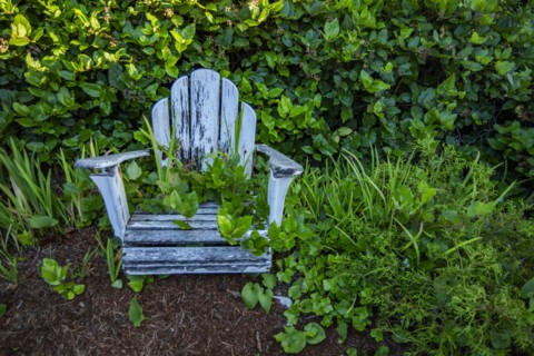 Weathered and overgrown adirondack chair