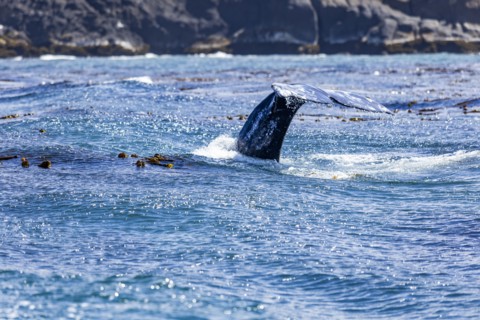 California gray whale dives for the bottom showing the flukes of its tail