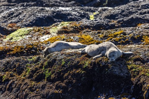 Sea lions rest on rocky headlands