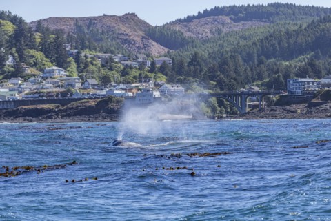 California gray whale spouts outside the harbor at Depoe Bay