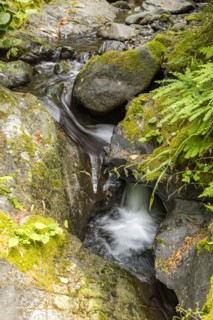 Stream flowing among rocks covered with moss