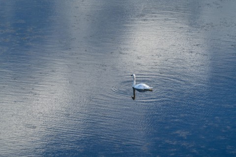Trumpeter Swan