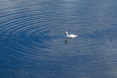 Trumpeter Swan