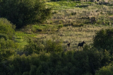 Cow moose