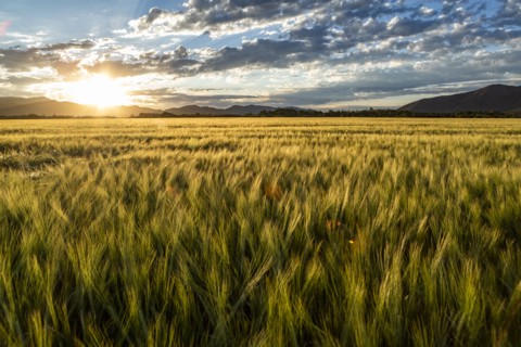 Sun rising over grain fields