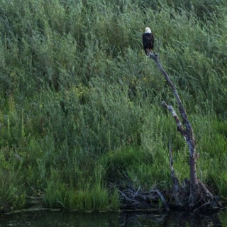 Bald eagle perching in dead tree above creek