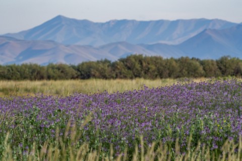 USA Idaho