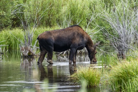 Cow moose drinking water in beaver pond