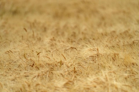 Close-up of grain crops awaiting harvest