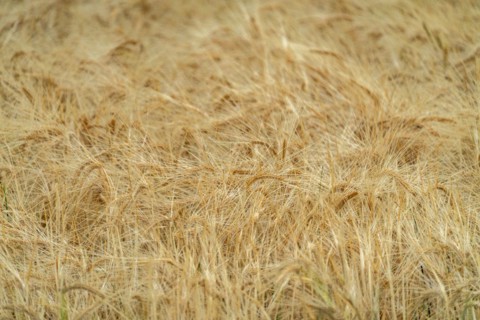 Close-up of grain crops awaiting harvest