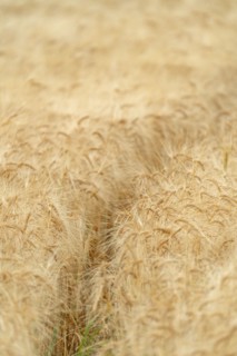 Animal trail in cereal field