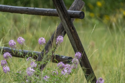 Close-up of pink wildflowers in summer