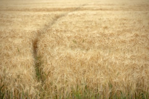 Animal trail in cereal field