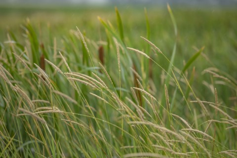 Close-up of cattails growing in marsh