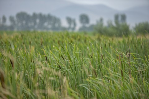 Close-up of cattails growing in marsh