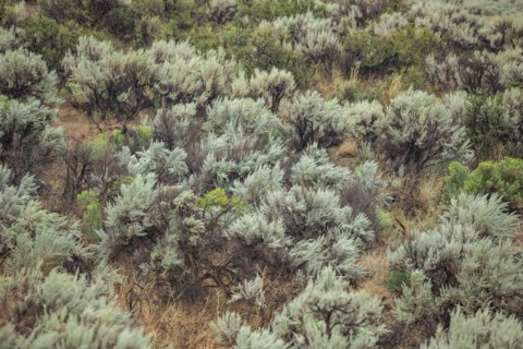 Wild sage growing on hillside