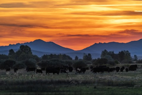 USA Idaho