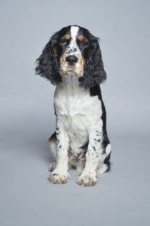 Portrait of English Springer Spaniel against gray background