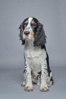 Portrait of English Springer Spaniel against gray background