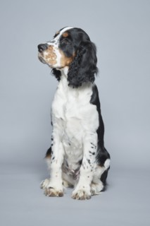 Portrait of English Springer Spaniel against gray background